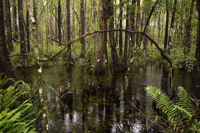 Scenic view of lake in forest