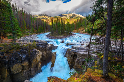 Scenic view of waterfall in forest