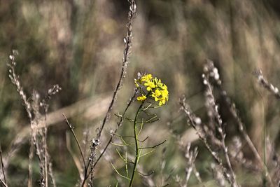 Close-up of yellow flowering plant on field