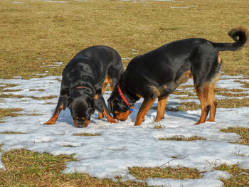 Black dog on field