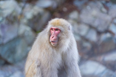 Portrait of a monkey