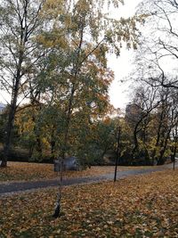 Trees in park during autumn