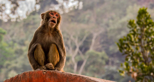 Close-up of monkey sitting on retaining wall