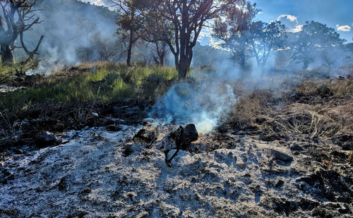 Smoke emitting from water on land