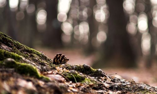 Close-up of tree trunk in forest