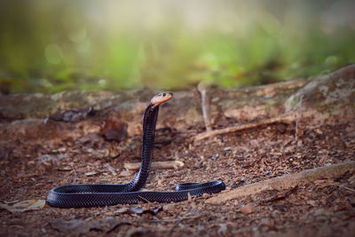 Close-up of lizard on land