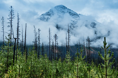 Scenic view of pine trees against sky