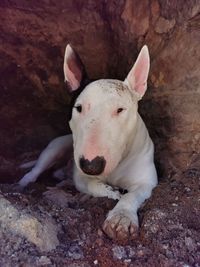 Close-up portrait of young dog lying on rock