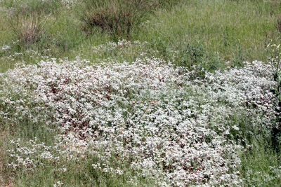 Flowers growing on field