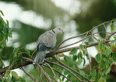 Bird perching on a branch