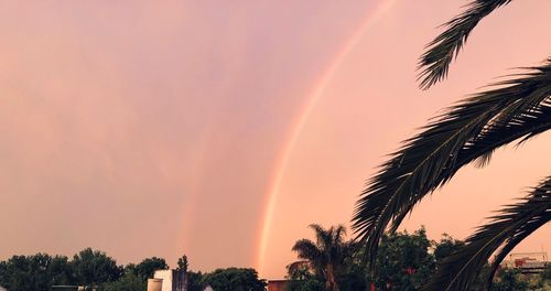 Low angle view of palm trees against sky during sunset