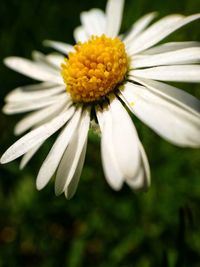 Close-up of white flower