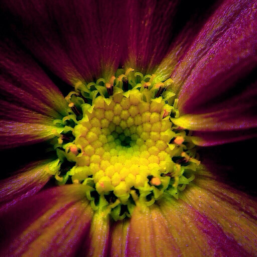 flower, petal, freshness, flower head, fragility, full frame, beauty in nature, close-up, backgrounds, pollen, single flower, growth, yellow, nature, stamen, extreme close-up, macro, pink color, selective focus, in bloom