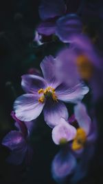 Close-up of flowers blooming outdoors