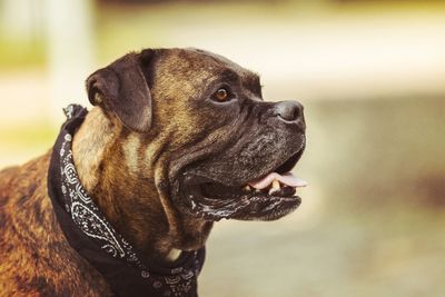 Close-up of dog sticking out tongue