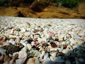 Close-up of shells on beach