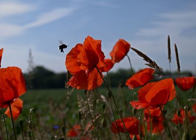 Close-up of poppy on plant against sky