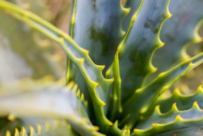 Close-up of succulent plant