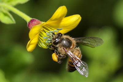 Close-up of bee pollinating on flower