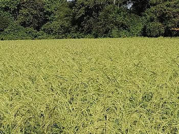 Scenic view of field