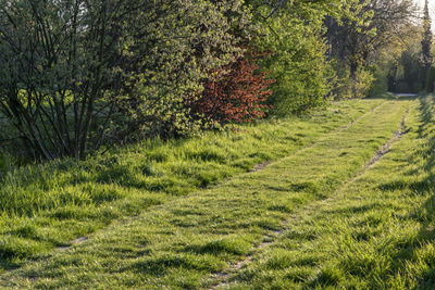 Scenic view of trees on field