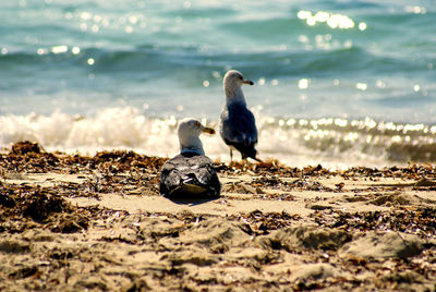 Close-up of seagulls on beach