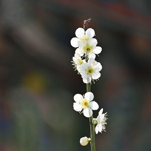 Close-up of white cherry blossom