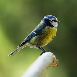 Close-up of bird perching on branch