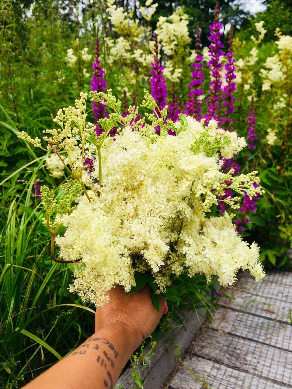 PERSON HOLDING FLOWERING PLANT