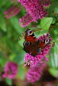 Close-up of butterfly on pink flower