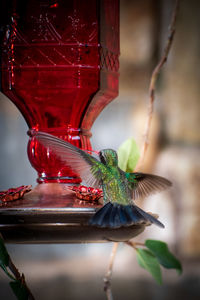 Close-up of bird perching on feeder