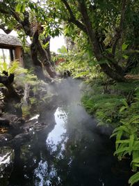 Scenic view of waterfall in forest