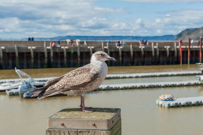 Seagull perching on wooden post