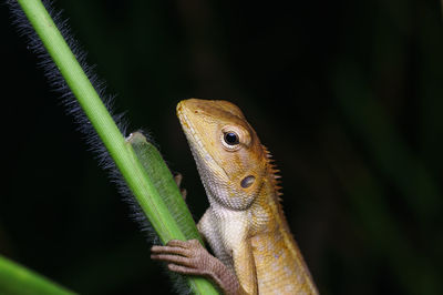 Close-up of lizard