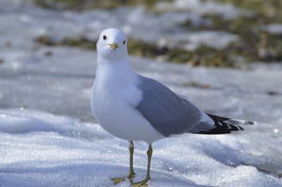 Close-up of seagull perching on snow