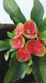 Close-up of plant with water drops