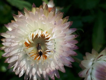 Close-up of bee on white flower