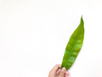 Cropped hand holding leaf over white background