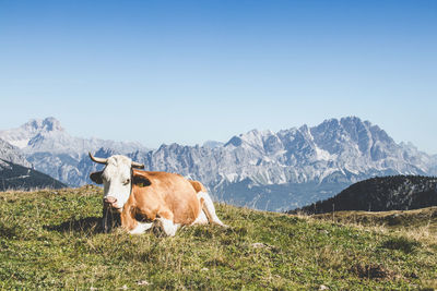 Cow standing in a mountain against clear sky