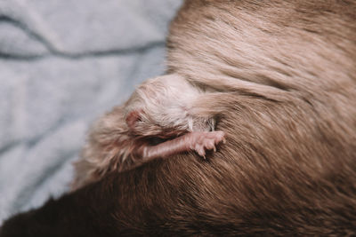 High angle view of dog sleeping