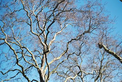Low angle view of bare tree against clear blue sky