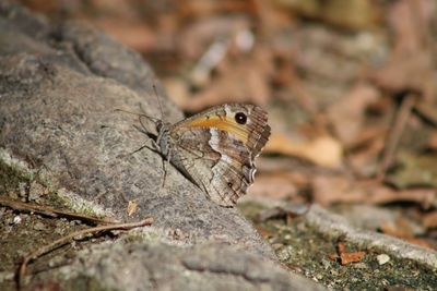 Close-up of butterfly on rock