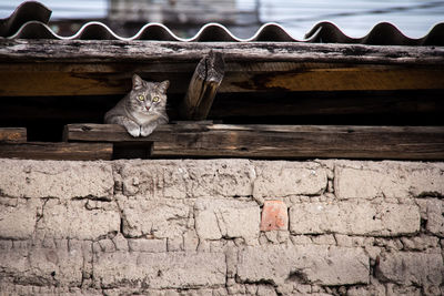 View of a cat against wall