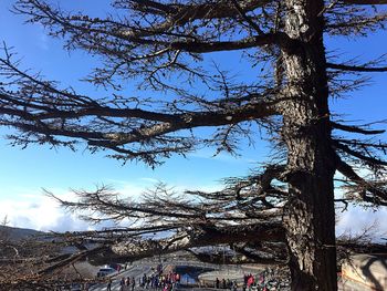 Low angle view of bare trees against sky