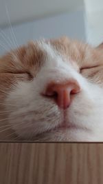 Close-up of cat sleeping
