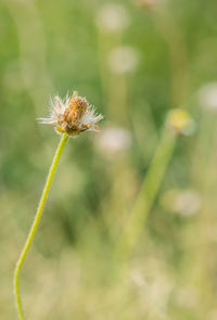 Close-up of honey bee pollinating flower