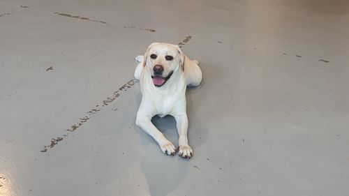 High angle portrait of dog relaxing on white background