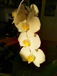 Close-up of yellow flower