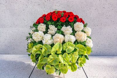 Close-up of rose plant