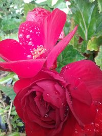 Close-up of wet red flower blooming outdoors